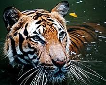 .name fonts, free fire name change, and agario names with the different letters for nick free fire you change the text font of your free fire nickname. Tiger Wikipedia