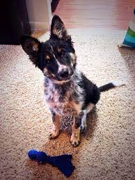 Pin On Heeler
