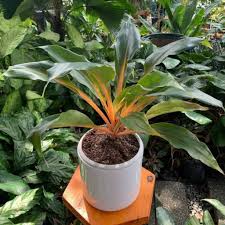 Image result for Chlorophytum filipendulum
