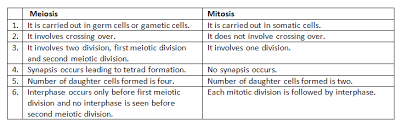 Difference Between Meiosis And Mitosis Shortly Looking For