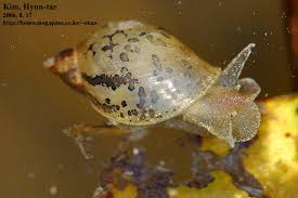 Image result for Ophrestia radicosa