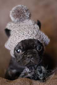Puppy Hat Grey Made To Order 10 Email Bullyfrenchy Aol Com Bulldog Puppies French Bulldog Puppies Puppies
