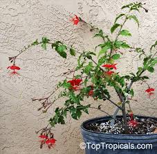 Grows rapidly and blooms freely, it has slender and gracefully curved stems and the flowers can be recognized by the fringed and lacy petals which are bent backward. Hibiscus Grandidieri Red Chinese Lantern Toptropicals Com