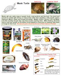 Musk Aquatic Turtle Food Poster Aquatic Turtles Musk