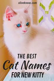 The Best Cat Names For Your New Kitty Oliveknows Cat Names Cute Cat Names Cool Cats