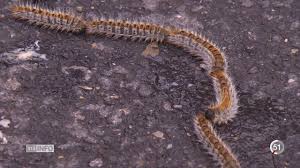 La chenille processionnaire (thaumetopoea processionea) est originaire de l'europe du sud. La Chenille Processionnaire Vraiment Une Sale Bestiole Youtube