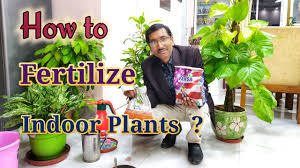 Check spelling or type a new query. How To Fertilize Your Indoor Plants Youtube