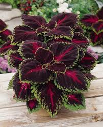 Image result for Coleus shirensis