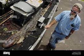 9 foot alligator hi-res stock photography and images - Alamy