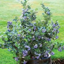 Beeren Pflanzen Beerenstraucher Fur Den Garten Balkon In 2020 Heidelbeeren Pflanzen Pflanzen Blaubeeren Pflanzen