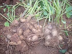 Image result for Coleus esculentus