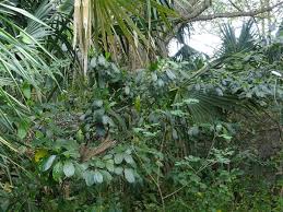 Image result for Tabernaemontana penduliflora
