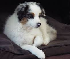 Toy australian shepherds for sale. My Toy Aussie Com Toy Australian Shepherd Breeder In Michigan 231 301 0364 Toy Australian Shepherd Australian Shepherd Puppies