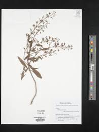 Image result for Isodon ramosissimus