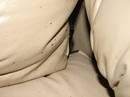 Bed bugs like to live close to where you spend a lot of your time, which is why bedrooms are often ground zero for bed bug infestations. Bed Bugs On Leather Sofa Bed Bugs