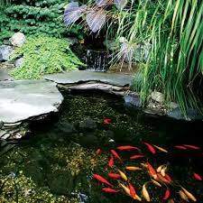While many koi pond enthusiasts prefer very clear, pristine water, this environment does not provide ample food for young fish. Understanding The Nitrogen Cycle The Pond Guy