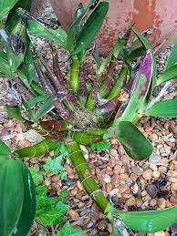 Image result for Bonatea pulchella