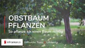 Doch gerade auch diese bäume werden von vielen schädlingen heimgesucht, wenn sie nicht geschützt werden. Obstbaum Pflanzen So Pflanze Ich Einen Baum Richtig Hilfreiche Tipps Youtube