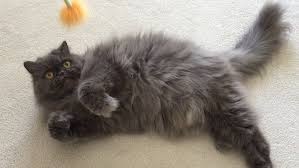 Keep reading for more info on your hairy little friend. Top 20 Long Haired Cat Breeds