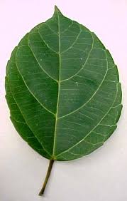 Image result for Alchornea