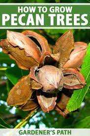 Follow us on instagram @nedsgarden69. How To Grow And Care For Pecan Trees Gardener S Path