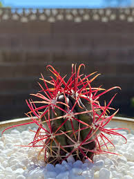 Collectively, these two genera include roughly 40 different species of barrel cactus. I Happen To Think My Baby Fire Barrel Ferocactus Gracilis Is Pretty Cute Cactus