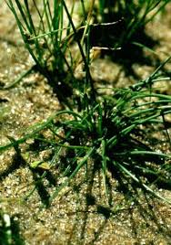 Image result for Lipocarpha micrantha