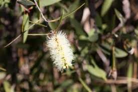 Melaleuca quinquenervia | Atlas of Living Australia
