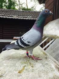 Mohamed Ahmed Adli Kullanicinin Pigeons Life Panosundaki Pin Kus