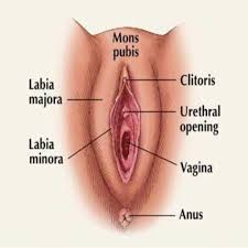 Females do have 3 holes. Vaginectomy Wikipedia