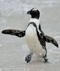 Types Of Penguins List Of All Penguin Species With