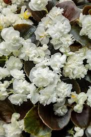 Image result for begonia semperflorens