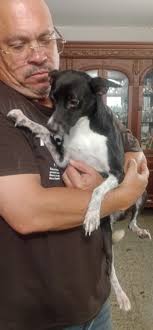 EMMA esta perdida! Ayudanos a encontrarla! Se perdió en la noche del 31 de  agosto en el area de Rio Piedras entre La Hacienda de San Francisco y la  funeraria Ehret /