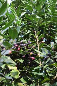 Image result for Acokanthera