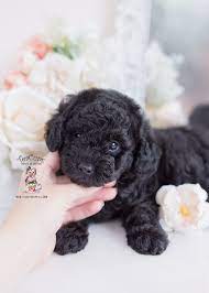 Charlie brown, my toy poodle, was very dark hersey brown, but was more black when i got him. Black Toy Poodle Puppy For Sale Teacup Puppies 379 A Toy Poodle Puppies Teacup Puppies Poodle Puppy