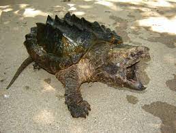 The alligator snapping turtle (macrochelys temminckii) is a species of turtle in the family chelydridae. Alligator Snapping Turtle Reptile Texas Alligator Snapping Turtle Galapagos Tortoise Tortoise Turtle