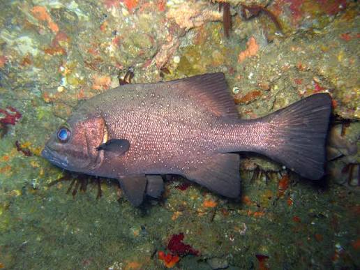 dinoperca petersi