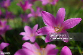 Image result for Zephyranthes minuta