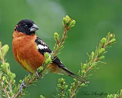 Check spelling or type a new query. Grosbeaks And Monarchs Birdnote
