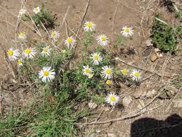 Image result for Felicia muricata