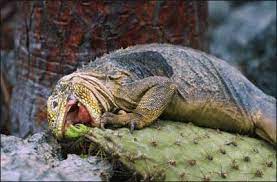 This includes some of the most asked, fun the pistol shrimp is capable of snapping it's claw shut so rapidly, that. How Does The Cactus Prevent Other Animals From Eating It Quora