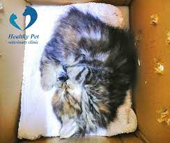 We place a priority on wellness and preventative care for your pet because a healthier pet today is a happier pet tomorrow. Healthy Pet Veterinary Clinic Amman Don T Forget That First Check Up Is Very Important For Your New Pet Visit Healthypetveterinaryclinic After You Leave Pet Shop Or Before You Took Your Pet At