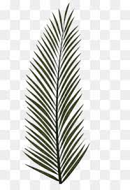 Grátis ramo de palma, palmeiras essa imagem transparente de ramo de palma, palmeiras, palmleaf manuscrito foi compartilhada por jfbpnq. Palma Daun Arecaceae Gambar Png