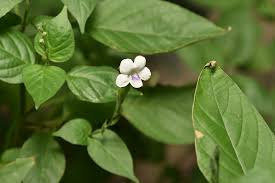 Image result for Asystasia guttata