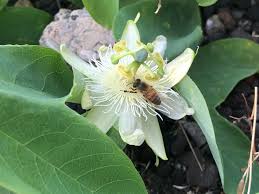 Image result for Passiflora subpeltata