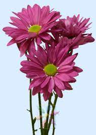 Chrysanthemum Flower Information Chrysanthemum Cut Flower Flower Shop Network