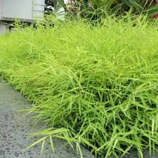 Image result for Pogonatherum paniceum