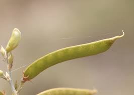 Image result for Tephrosia montana