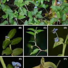 Image result for Commelina nigritana