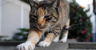 Voila Pourquoi Les Chats Vous Petrissent Avec Leurs Pattes Ces biscuits sablés nécessitent peu d'ingrédients et se préparent sans oeufs donc avis aux personnes allergiques aux. pourquoi les chats petrissent